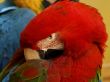 Parrot