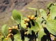 Opuntia ficus-indica