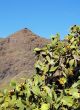 Opuntia ficus-indica