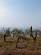 Olive Trees