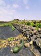 Vineyard, Tiagua, Lanzarote