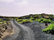 Vineyard, Tiagua, Lanzarote
