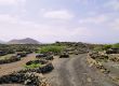Vineyard, Tiagua, Lanzarote