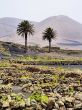 Vineyard, Tiagua, Lanzarote