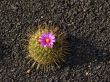 Cactus Garden on Lanzarote