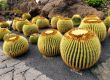 Cactus Garden on Lanzarote