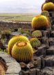 Cactus Garden on Lanzarote