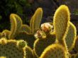 Cactus Garden on Lanzarote