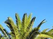 Palms on Lanzarote