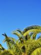 Palms on Lanzarote