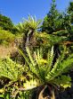 Garajonay National Park