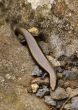 La Gomera Skink