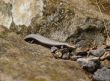 La Gomera Skink