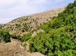 Saint Tree on Hierro