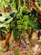 Banana Tree