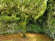 Saint Tree on Hierro