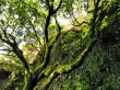 Saint Tree on Hierro