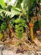 Banana Tree