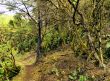 Laurel Forest