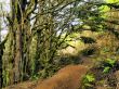 Laurel Forest