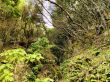 Laurel Forest