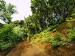 Laurel Forest