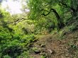 Laurel Forest