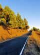 Pine Forest on Hierro