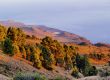 Pine Forest on Hierro