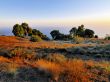 Pine Forest on Hierro