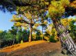 Pine Forest on Hierro