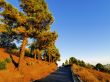 Pine Forest on Hierro