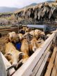 Sheeps Enclosure