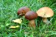 Three beautiful fungus among the grass in the forest.
