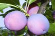 Large ripe plums on a tree branch against the blue sky.