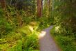 Trail in Rain Forest