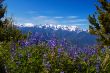 Hurricane Ridge