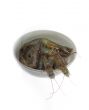 raw fresh shrimps