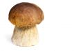 White mushroom. Presented on a white background