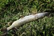 Pike lies on the green grass.