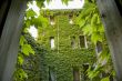 Ivy building