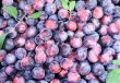 Large ripe plums in large quantities.