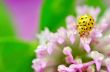 yellow ladybug on pink flower