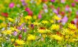 beautiful yellow flowers in field