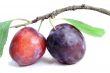 Two of ripe plums on a white background