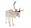 reindeer in front of a white background