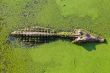young alligator in Thailand wetland pond with duckweed and copy 