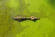 alligator in wetland pond covered with duckweed and swimming