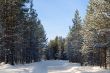 winter landscape