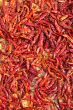 Dry red chili pepper background